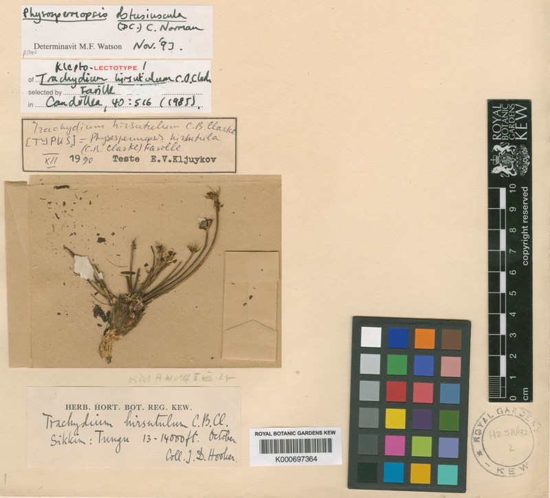 Physospermopsis obtusiuscula