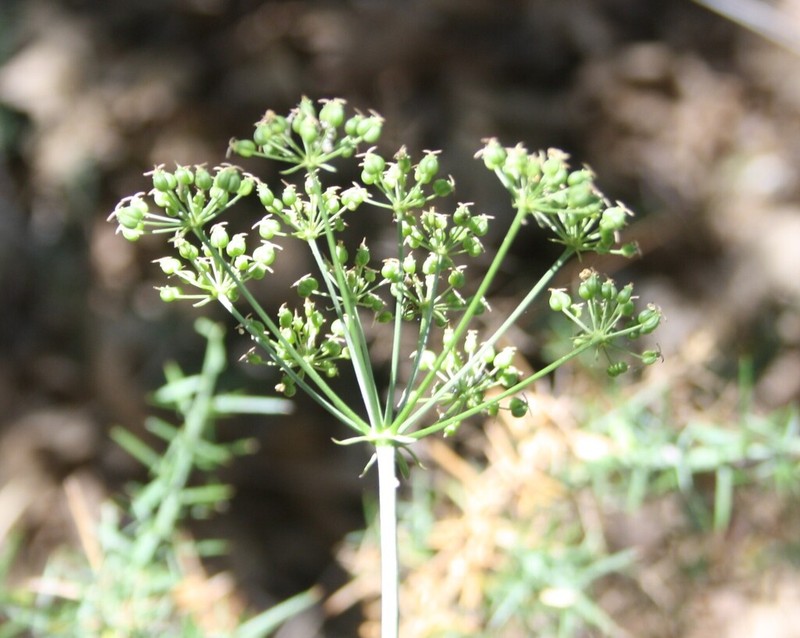 Physospermum cornubiense
