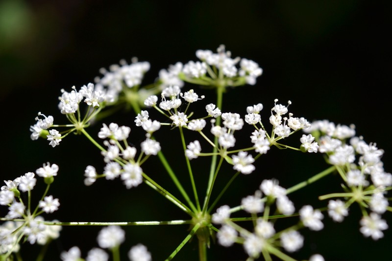 Physospermum cornubiense photo 2