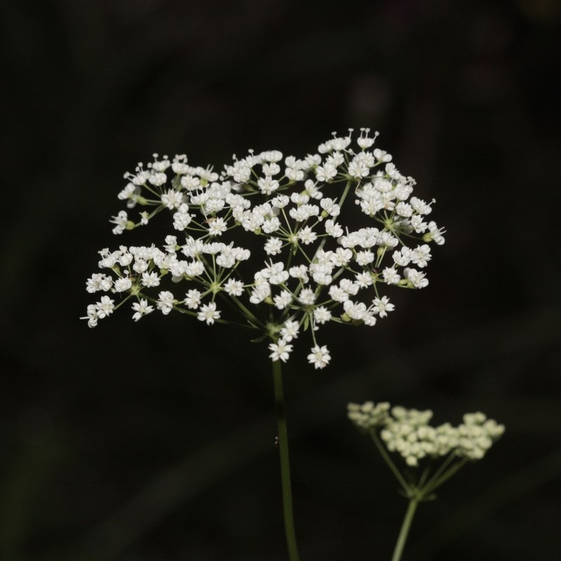 Physospermum cornubiense photo 4