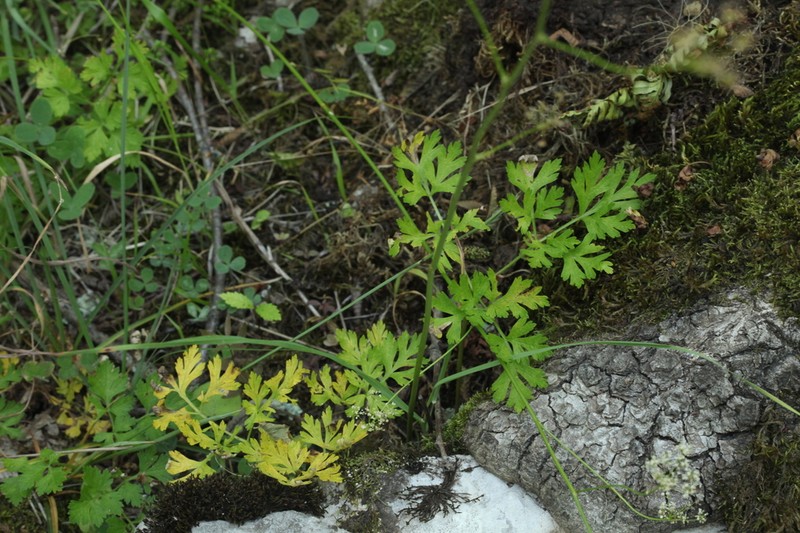 Physospermum cornubiense photo 5
