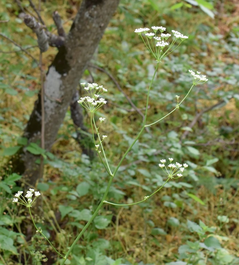 Physospermum cornubiense photo 6