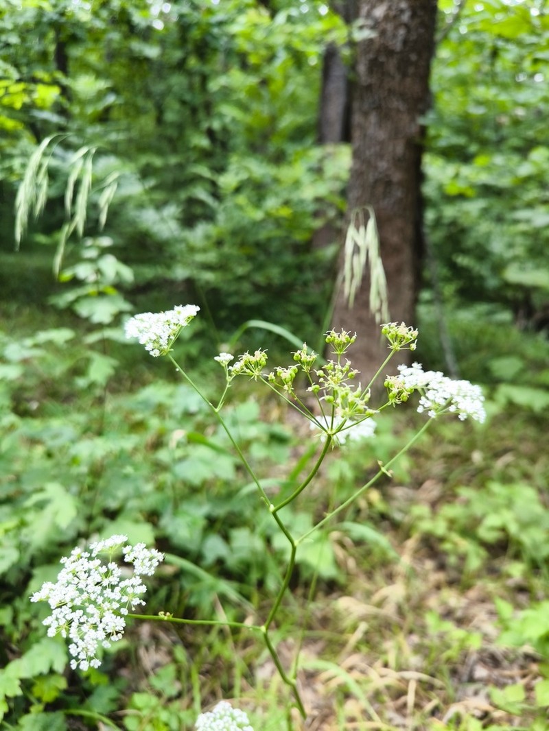 Physospermum cornubiense photo 7