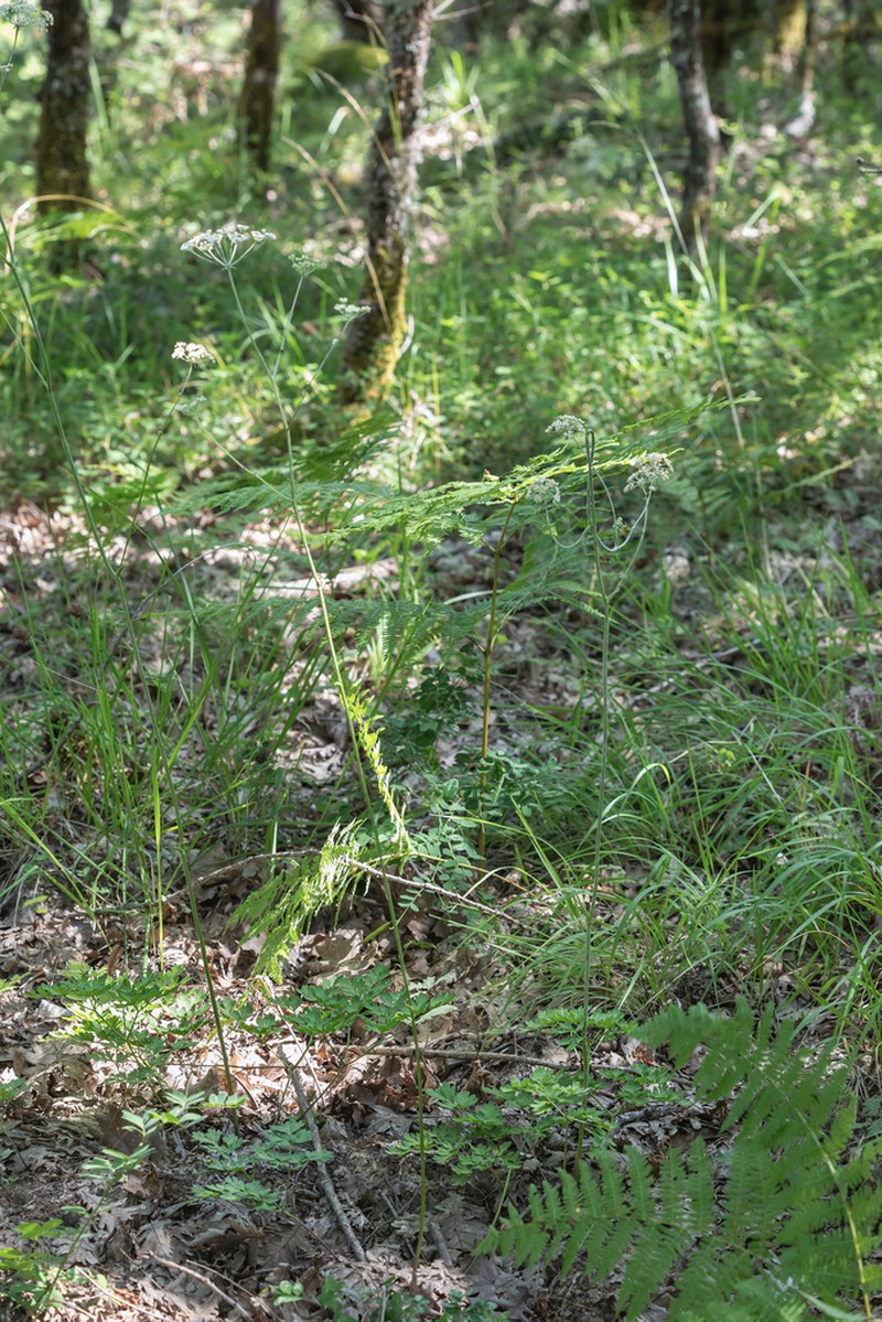 Physospermum cornubiense photo 8