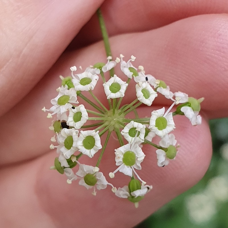 Physospermum verticillatum