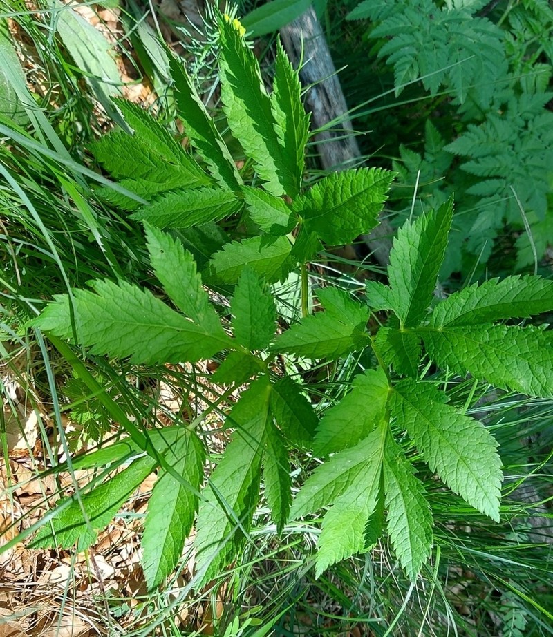 Physospermum verticillatum photo 2