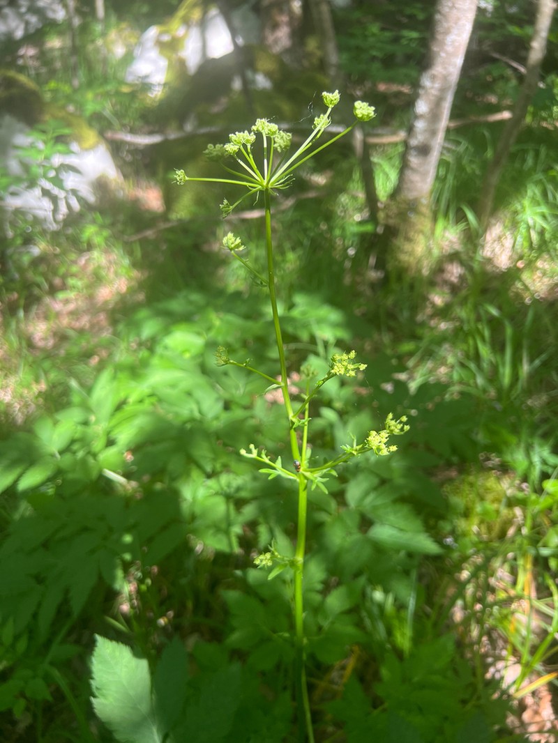 Physospermum verticillatum photo 3
