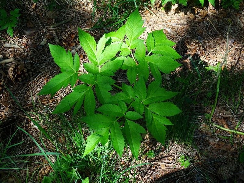 Physospermum verticillatum photo 4