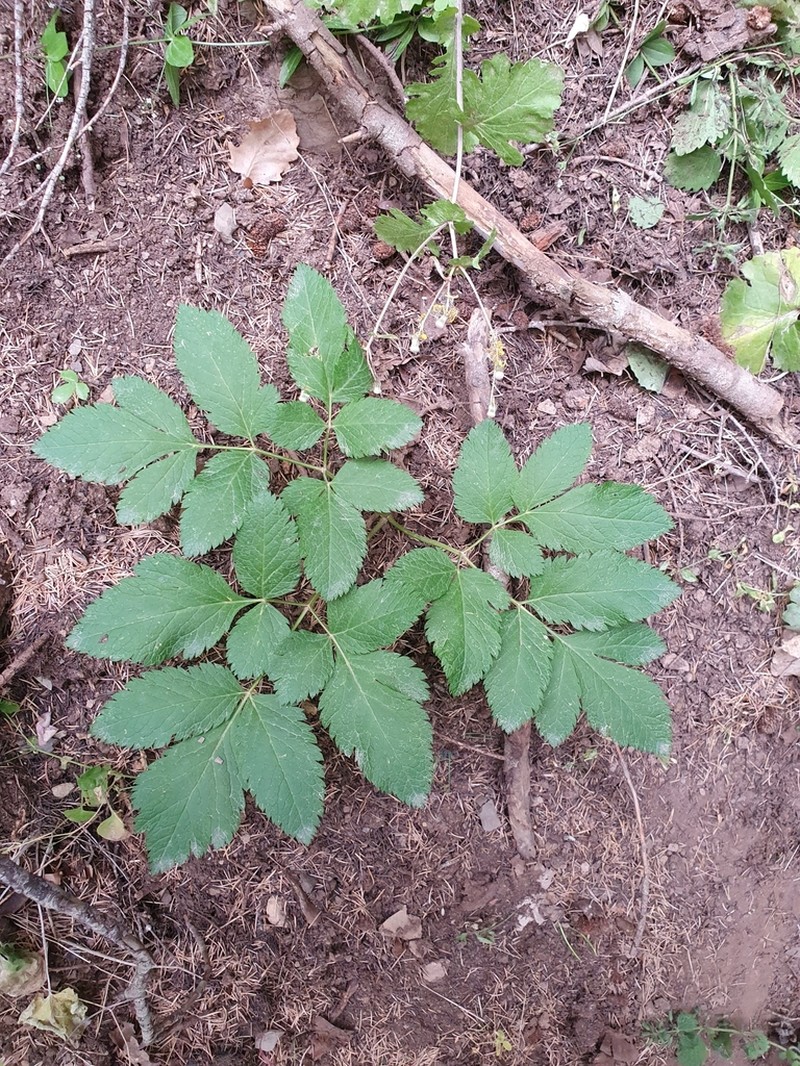 Physospermum verticillatum photo 5