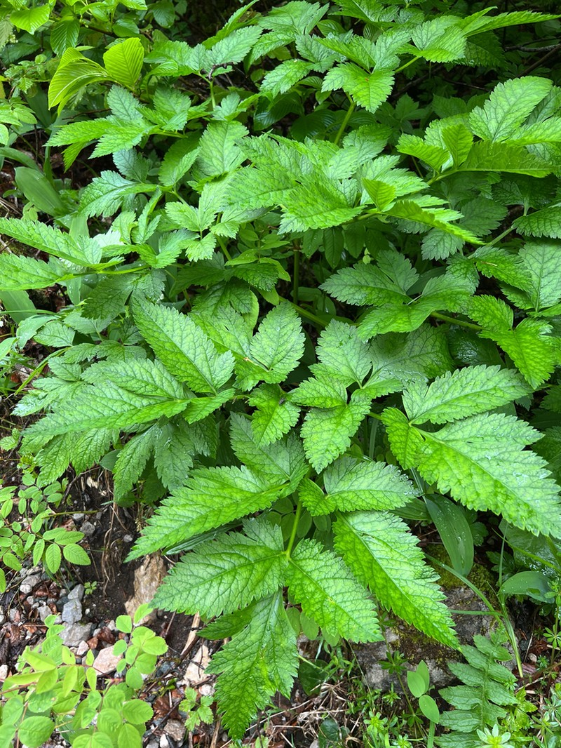 Physospermum verticillatum photo 6