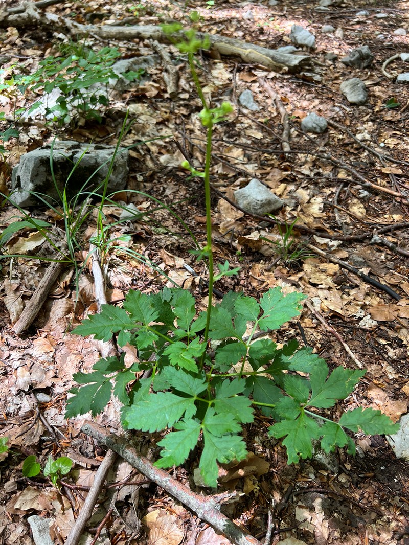 Physospermum verticillatum photo 7
