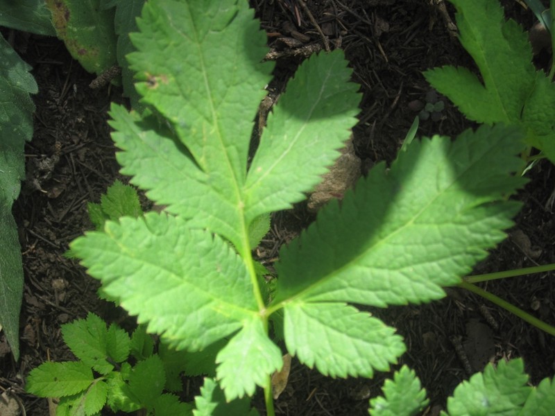 Physospermum verticillatum photo 8
