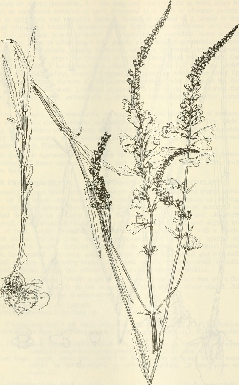 Narrowleaf False Dragonhead