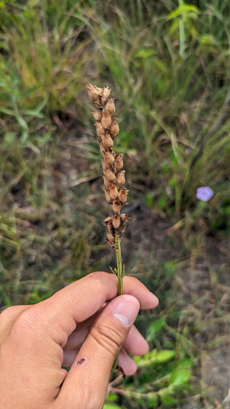 Narrowleaf False Dragonhead