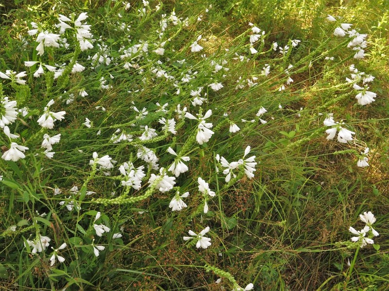 Narrowleaf False Dragonhead photo 3