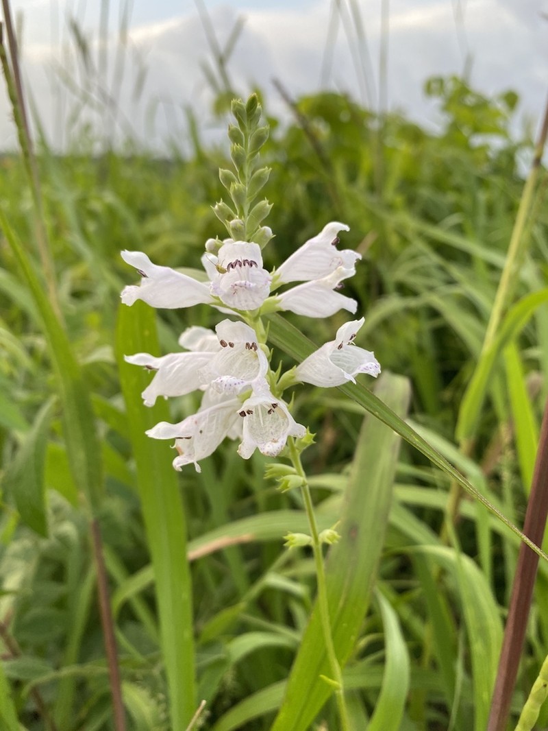 Narrowleaf False Dragonhead photo 4