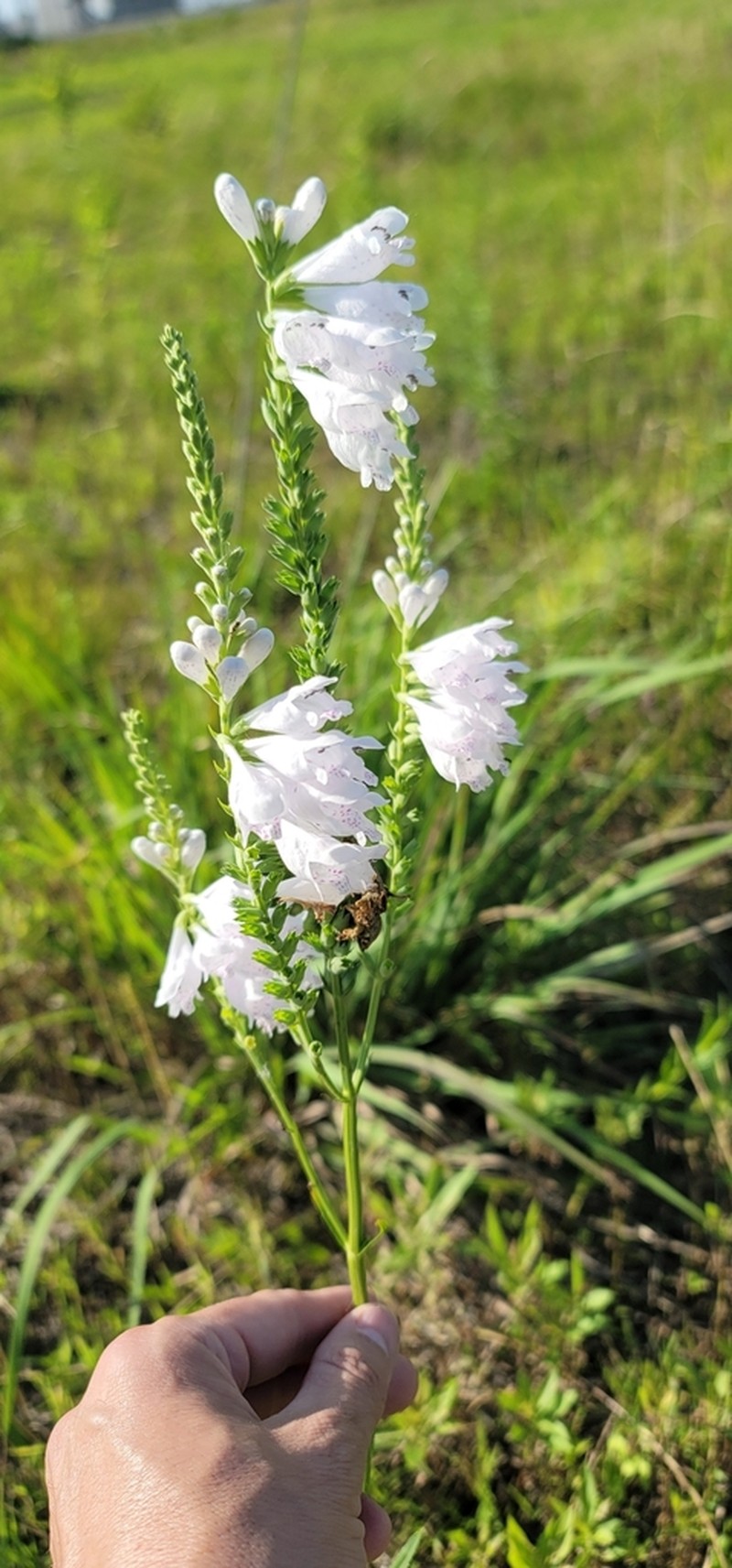 Narrowleaf False Dragonhead photo 5