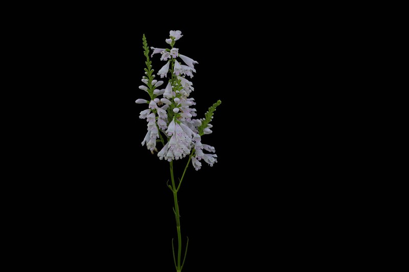 Narrowleaf False Dragonhead photo 6