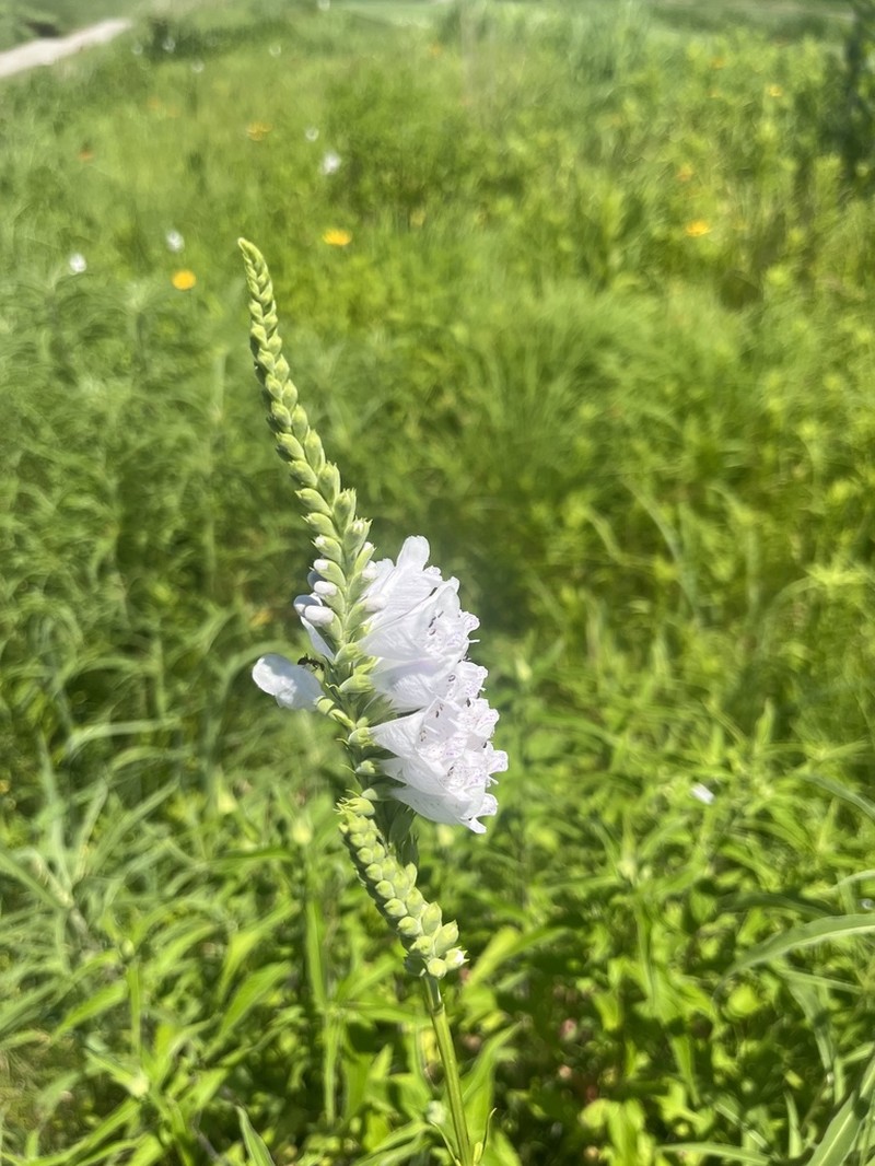Narrowleaf False Dragonhead photo 7