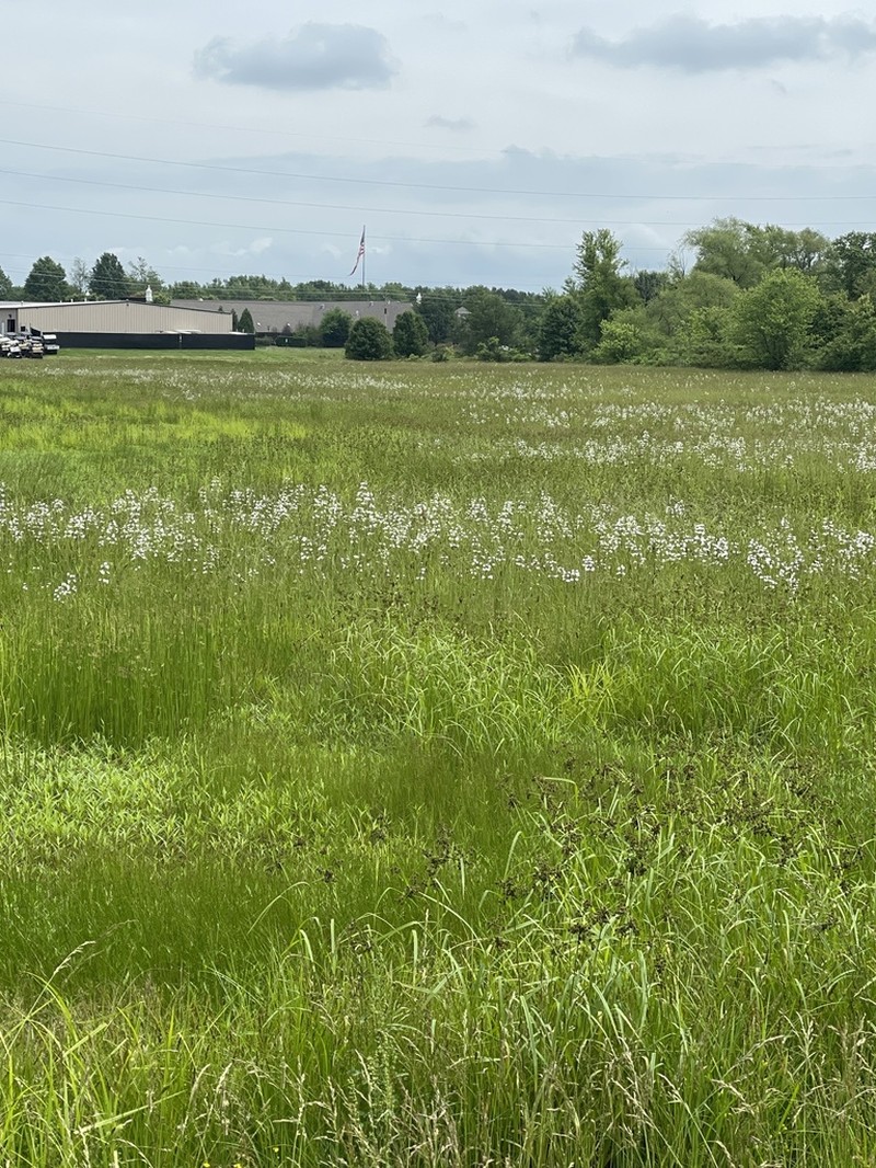 Narrowleaf False Dragonhead photo 8