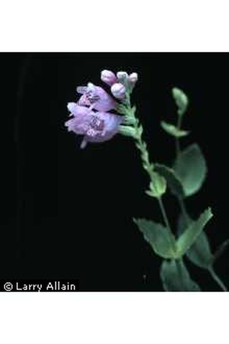 Correll's False Dragonhead