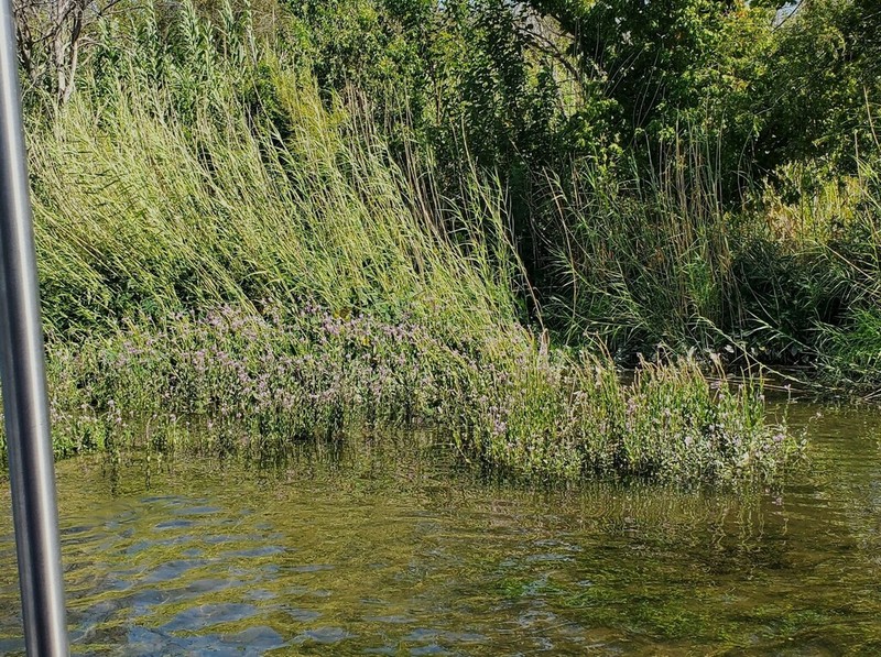 Correll's False Dragonhead