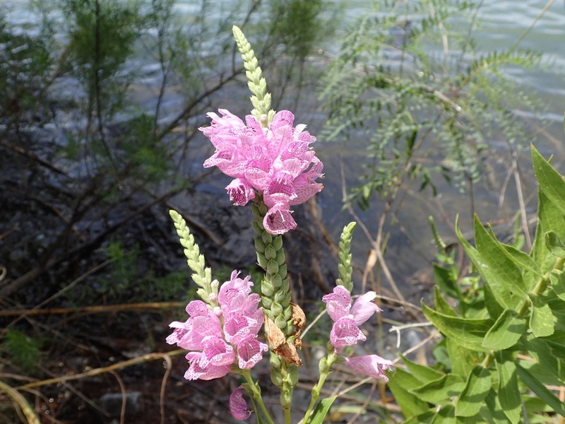 Correll's False Dragonhead photo 2