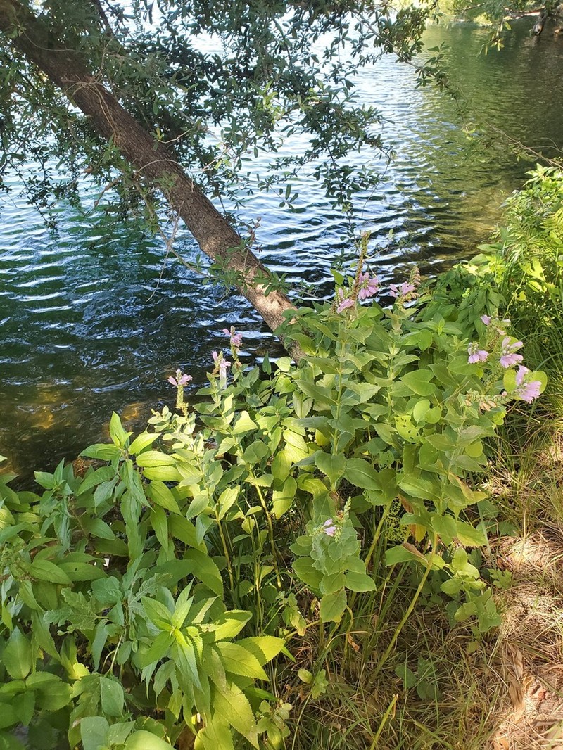 Correll's False Dragonhead photo 3
