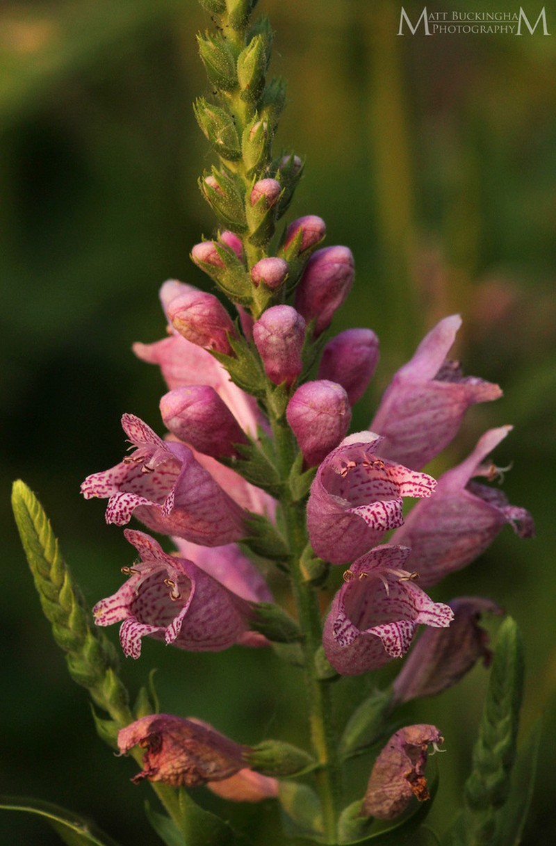 Correll's False Dragonhead photo 4
