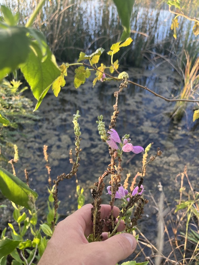 Correll's False Dragonhead photo 5
