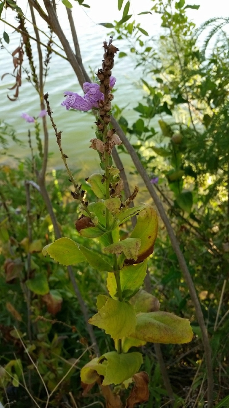 Correll's False Dragonhead photo 6