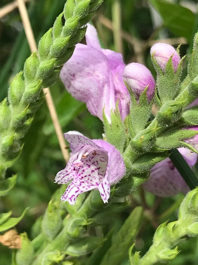 Correll's False Dragonhead photo 7