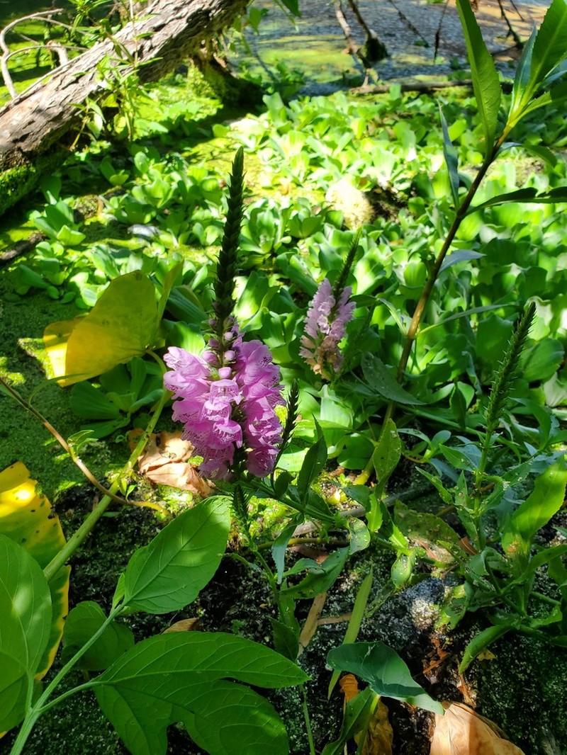Correll's False Dragonhead photo 8