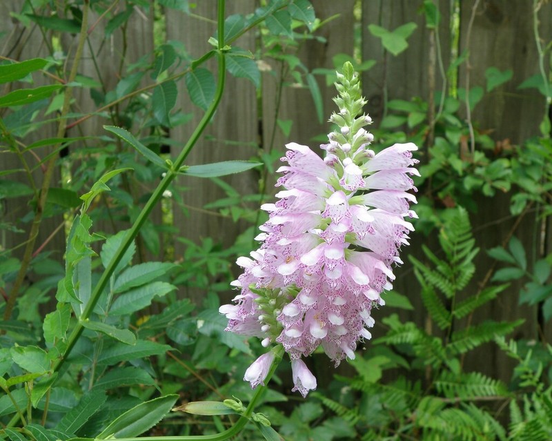 Finger False Dragonhead