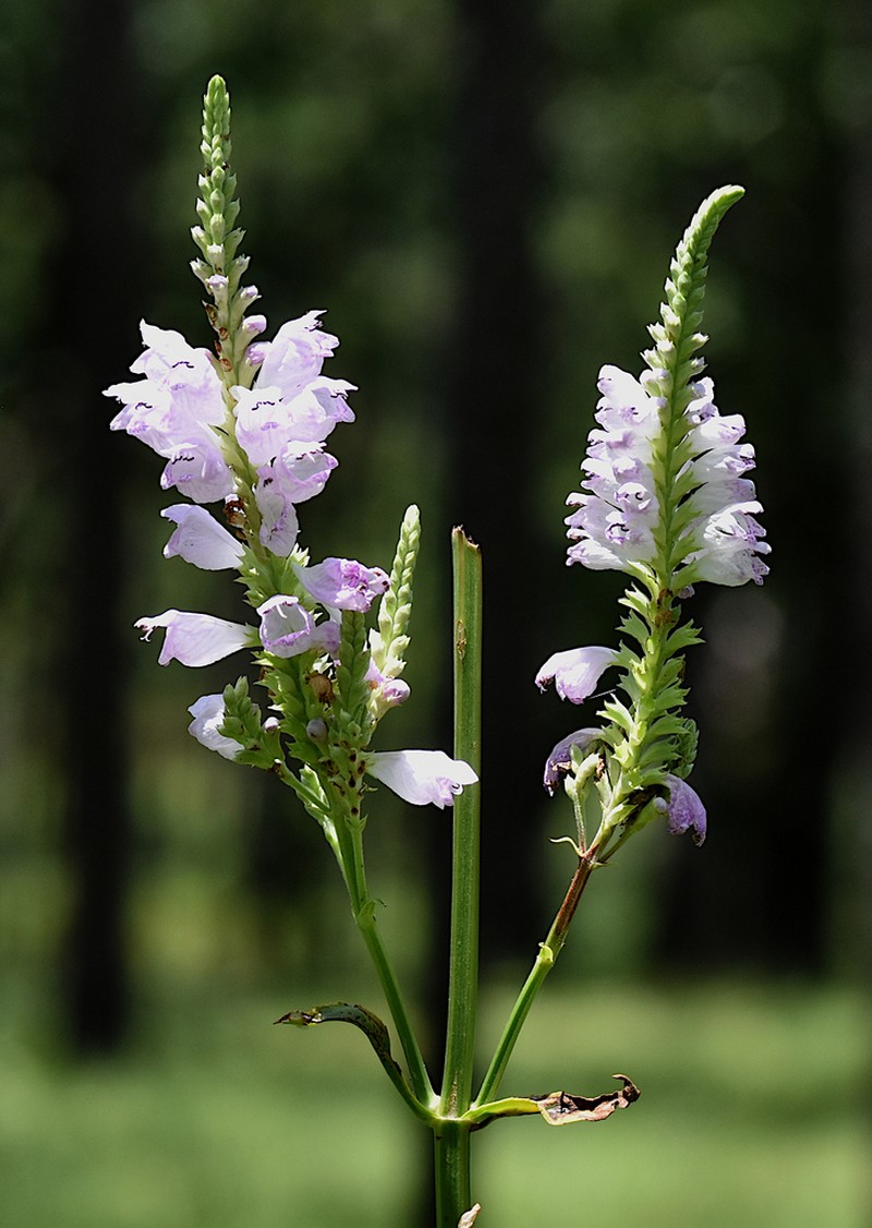 Finger False Dragonhead photo 3