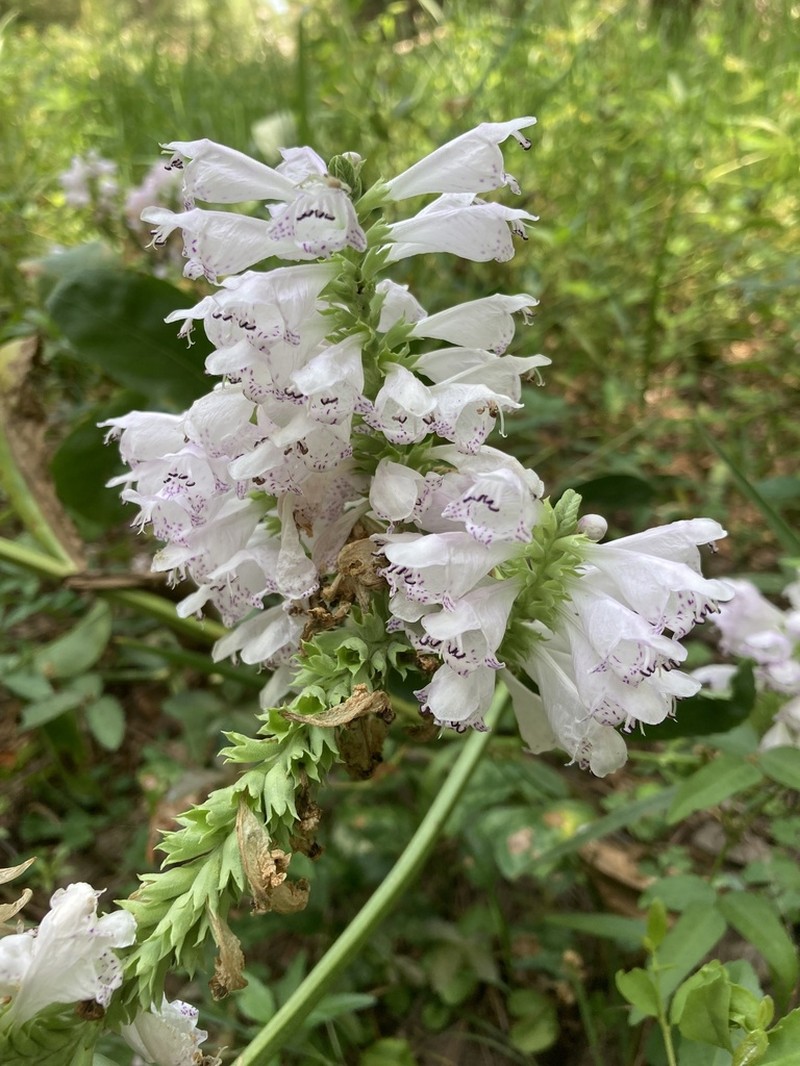 Finger False Dragonhead photo 4