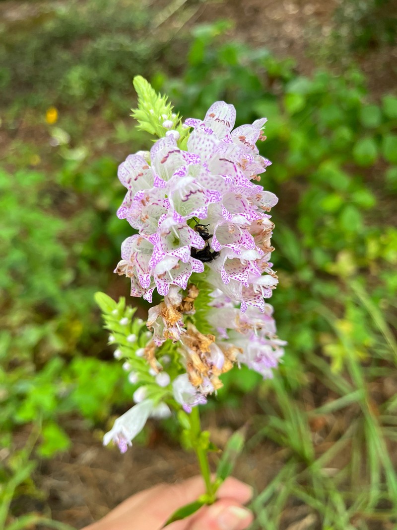 Finger False Dragonhead photo 5