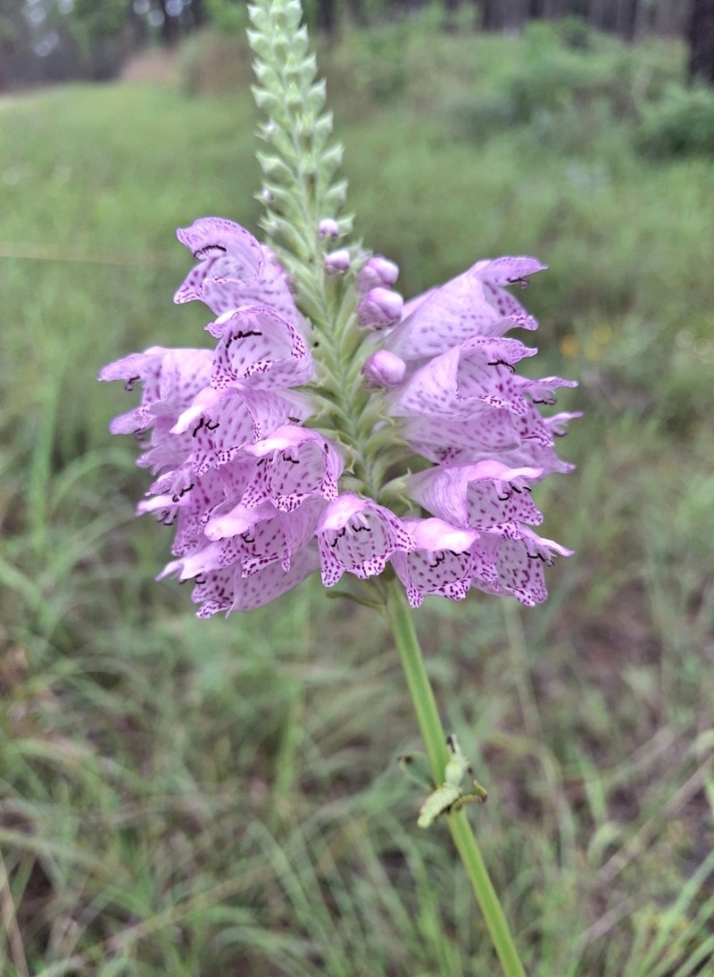 Finger False Dragonhead photo 6