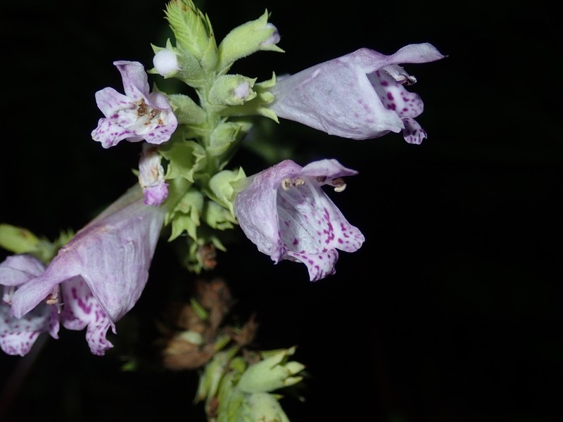 Finger False Dragonhead photo 7