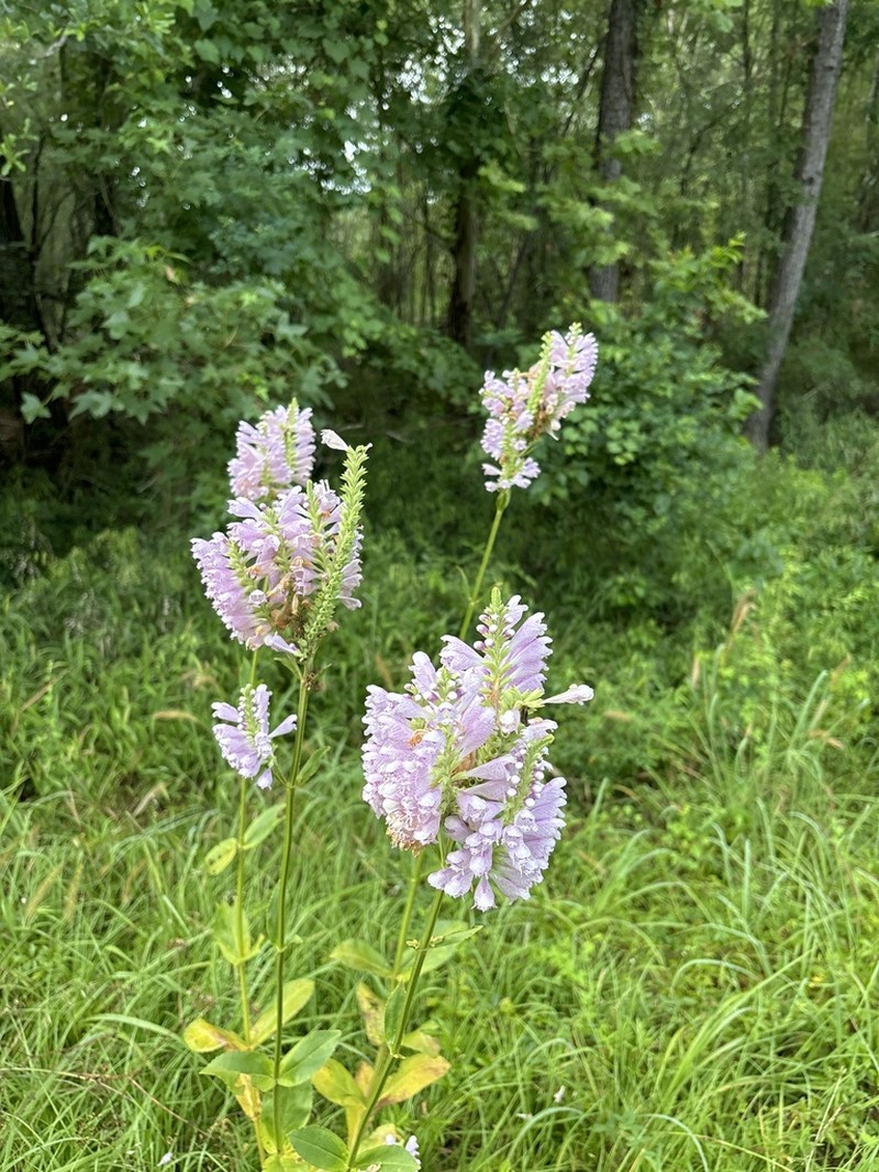 Finger False Dragonhead photo 8