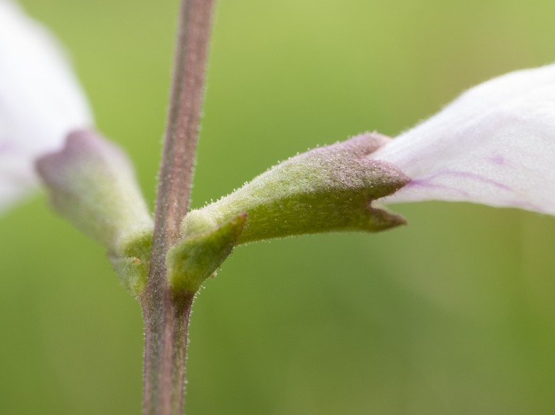 Godfrey's False Dragonhead