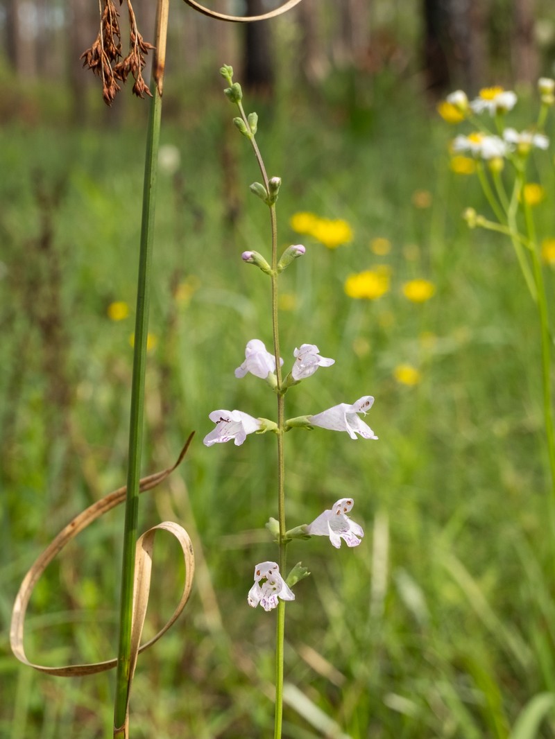 Godfrey's False Dragonhead photo 4
