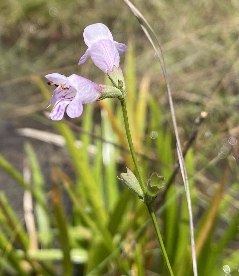 Godfrey's False Dragonhead photo 2