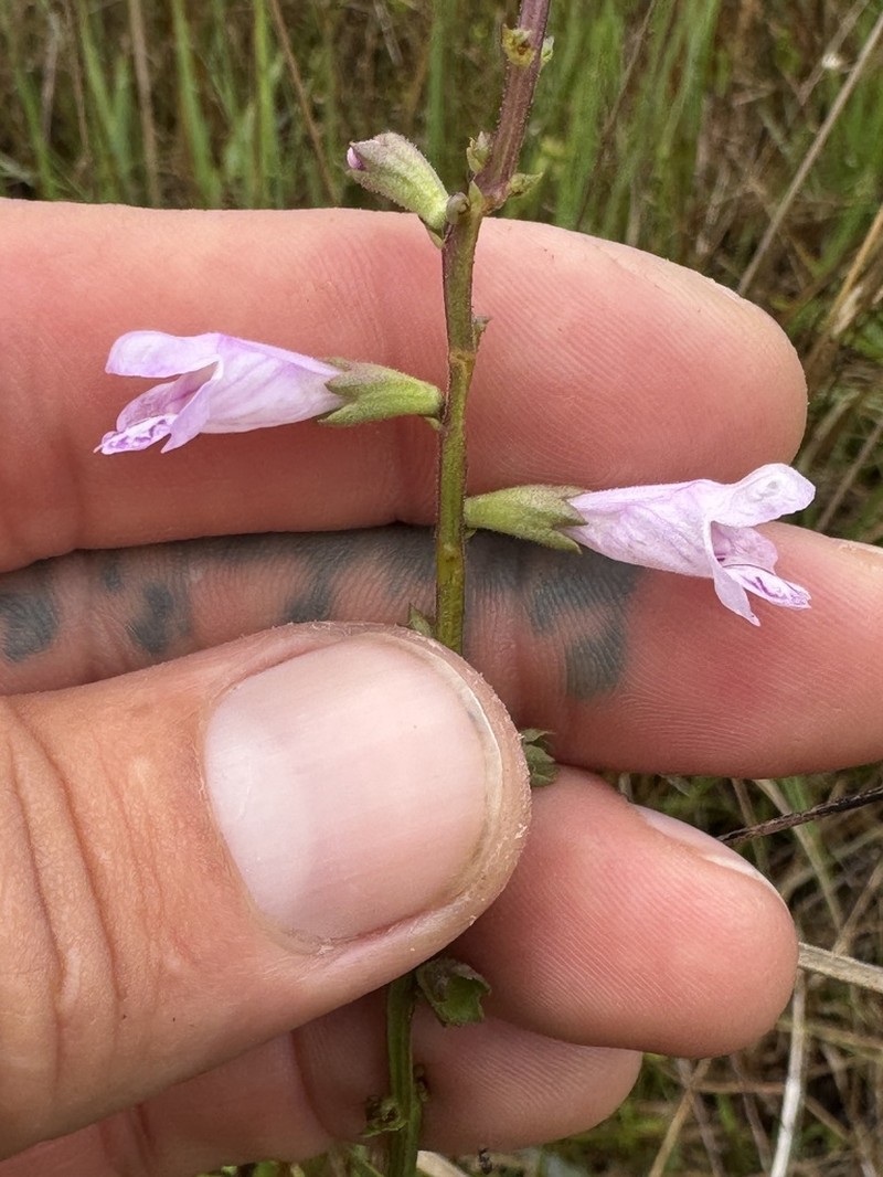 Godfrey's False Dragonhead photo 3