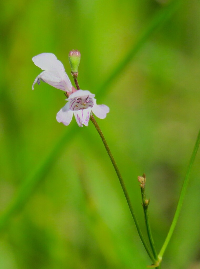 Godfrey's False Dragonhead photo 4