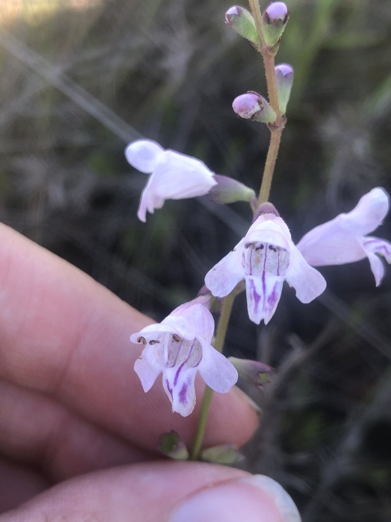 Godfrey's False Dragonhead photo 5