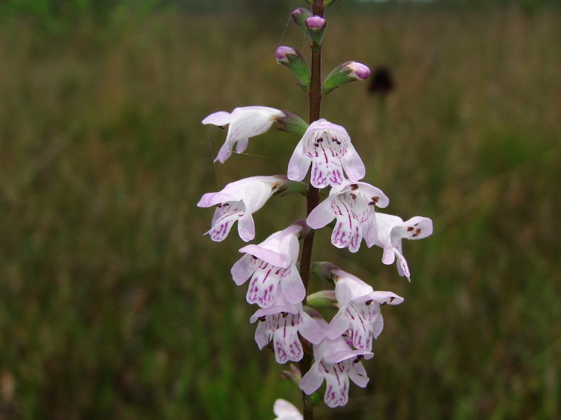 Godfrey's False Dragonhead photo 6