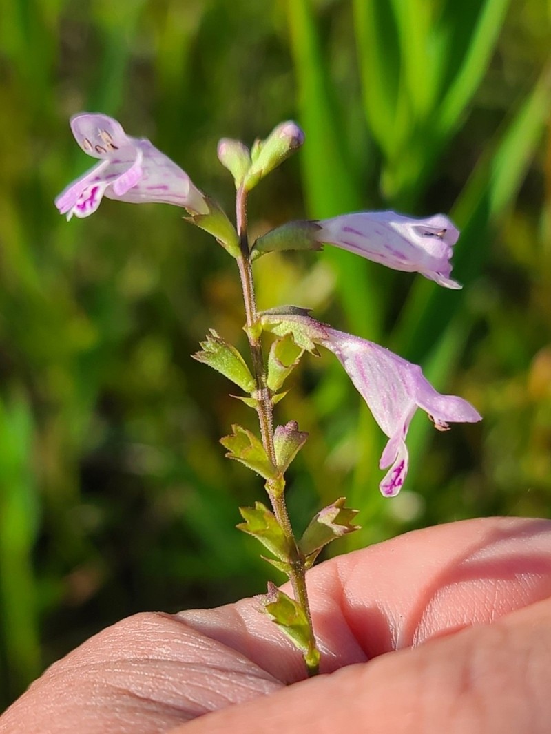 Godfrey's False Dragonhead photo 7