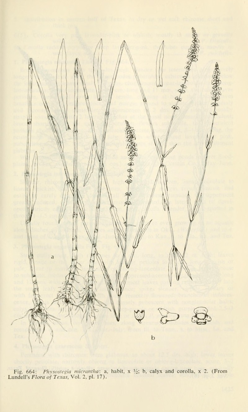 Slender False Dragonhead photo 2