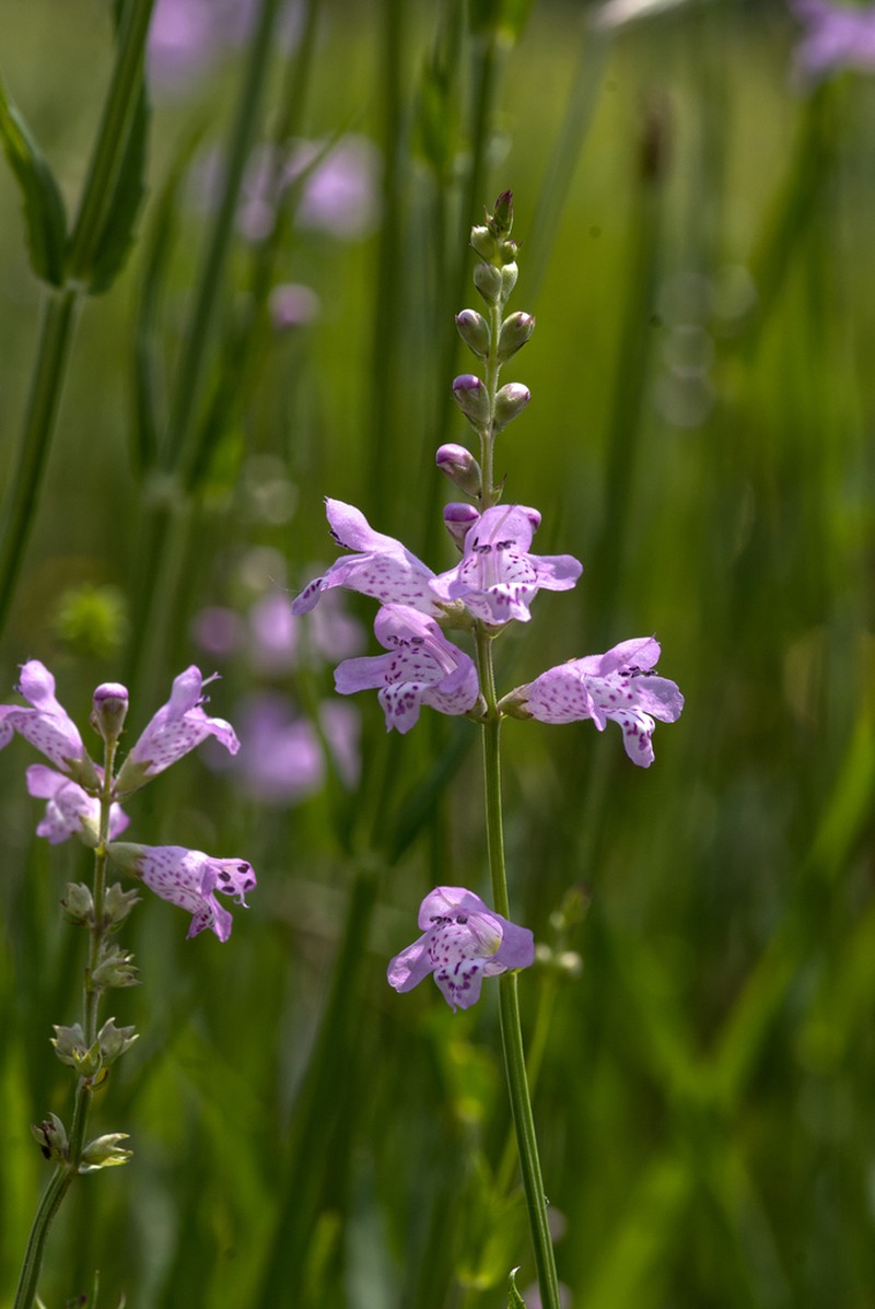 Slender False Dragonhead